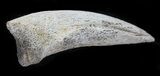Pachycephalosaurus Claw - North Dakota #58738-2